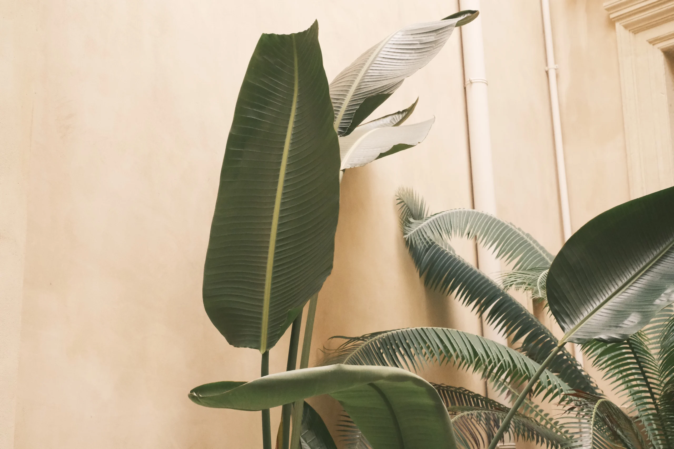 Detailed view of tropical plants and stone balustrade in a historic courtyard of a luxury palazzo