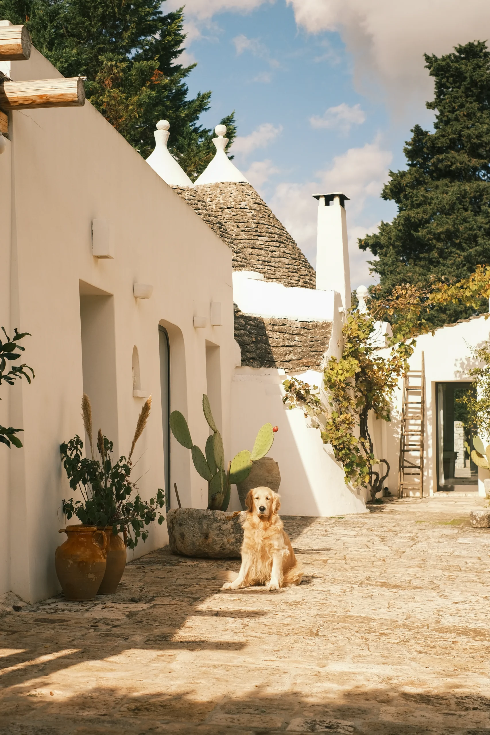 Authentic trullo courtyard with stone path, cactus plants and historic white buildings in Puglia