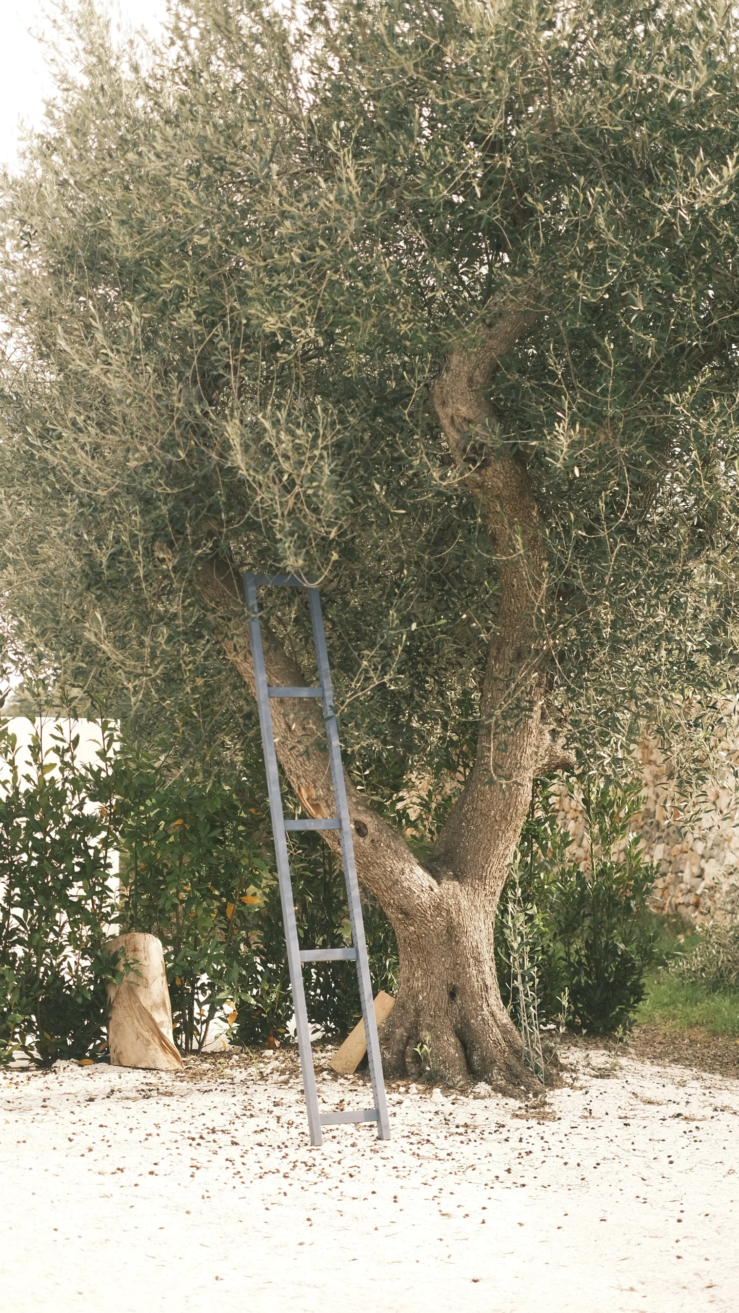 Centuries-old olive tree with ladder in the private garden of a luxury villa in Puglia