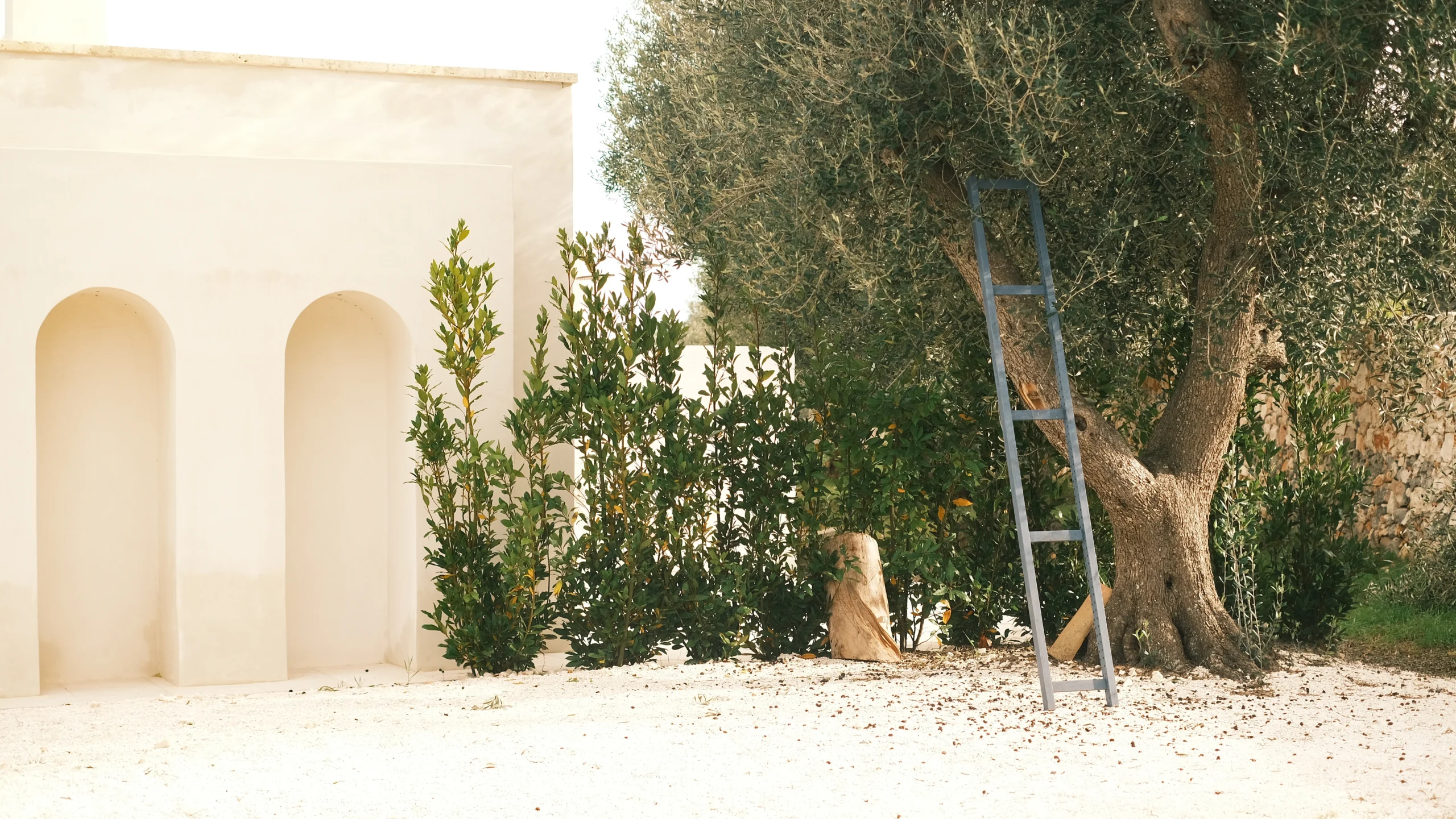 White arched architecture and olive tree in the garden of a contemporary Puglia villa