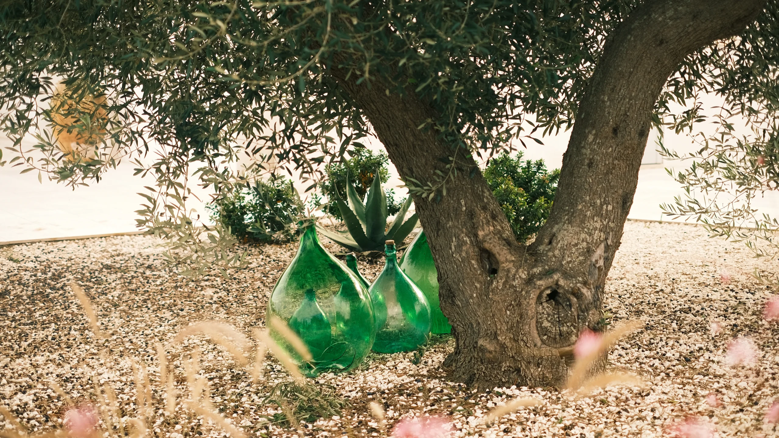 Ancient olive tree with decorative green glass jars in the garden of a luxury villa in Puglia