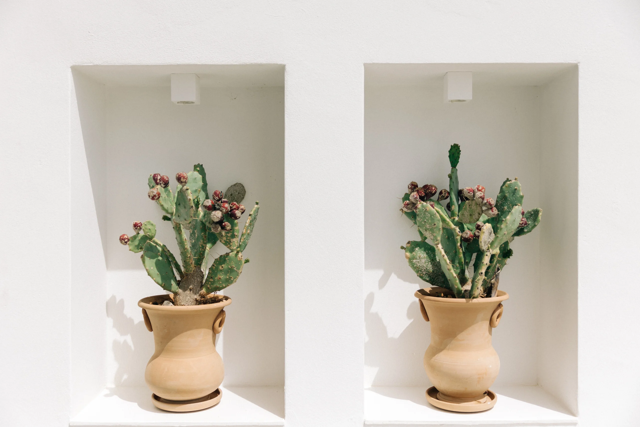 Mediterranean cactus decor in ceramic pots displayed in wall niches at Villa Leucade luxury villa.