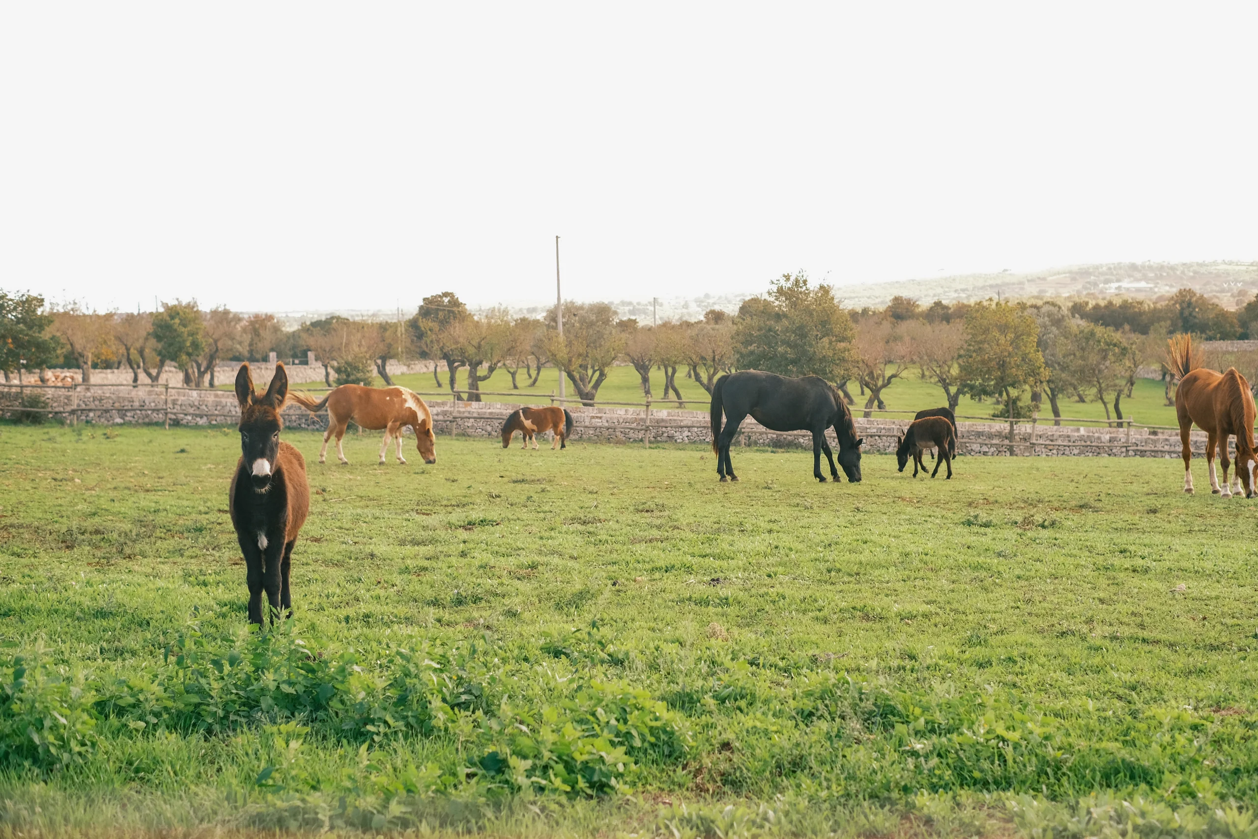 Donkeys grazing in a private meadow surrounded by olive trees at Villa Mira, countryside Puglia