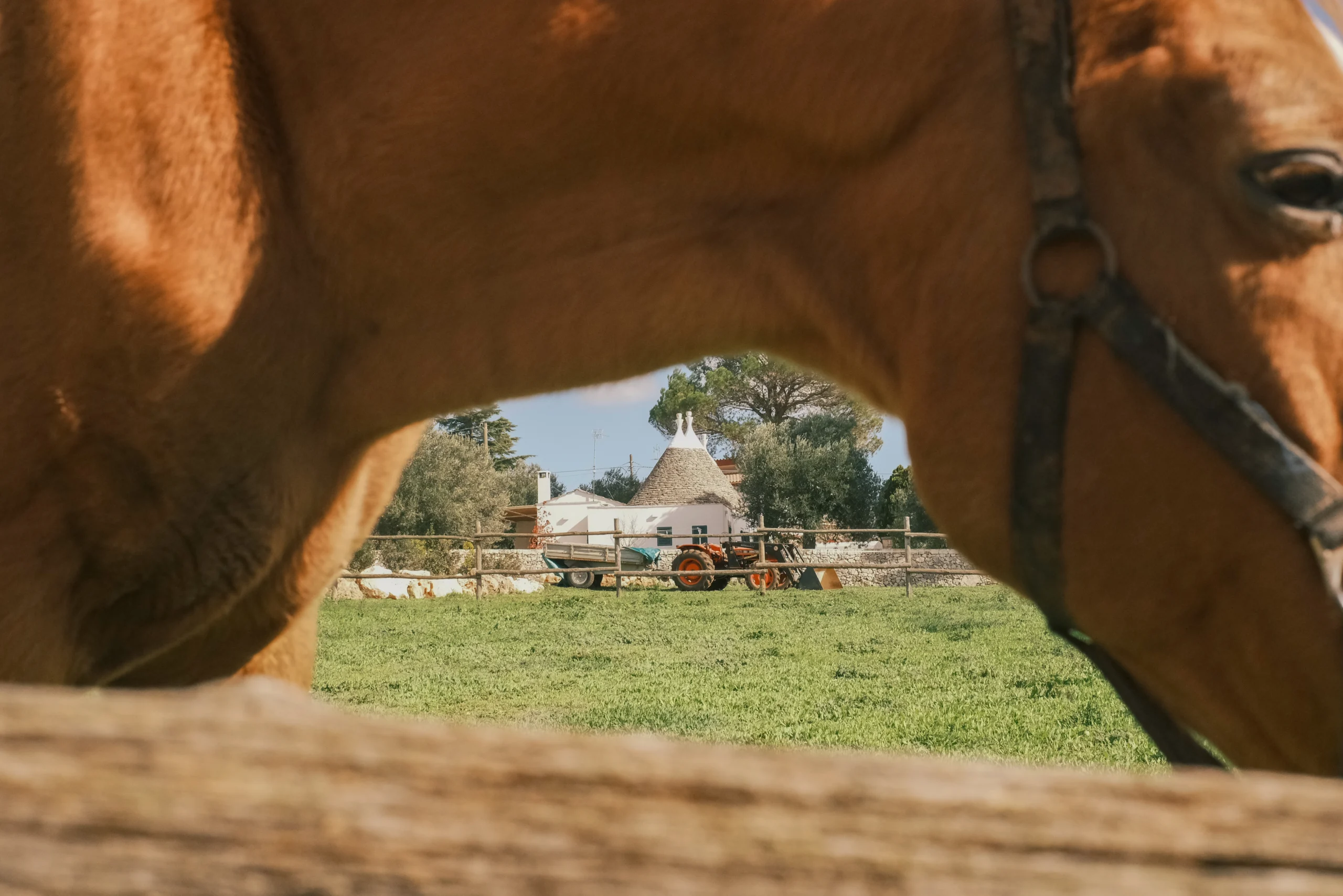 Horse grazing in a green field with a traditional trullo in the background in rural Puglia
