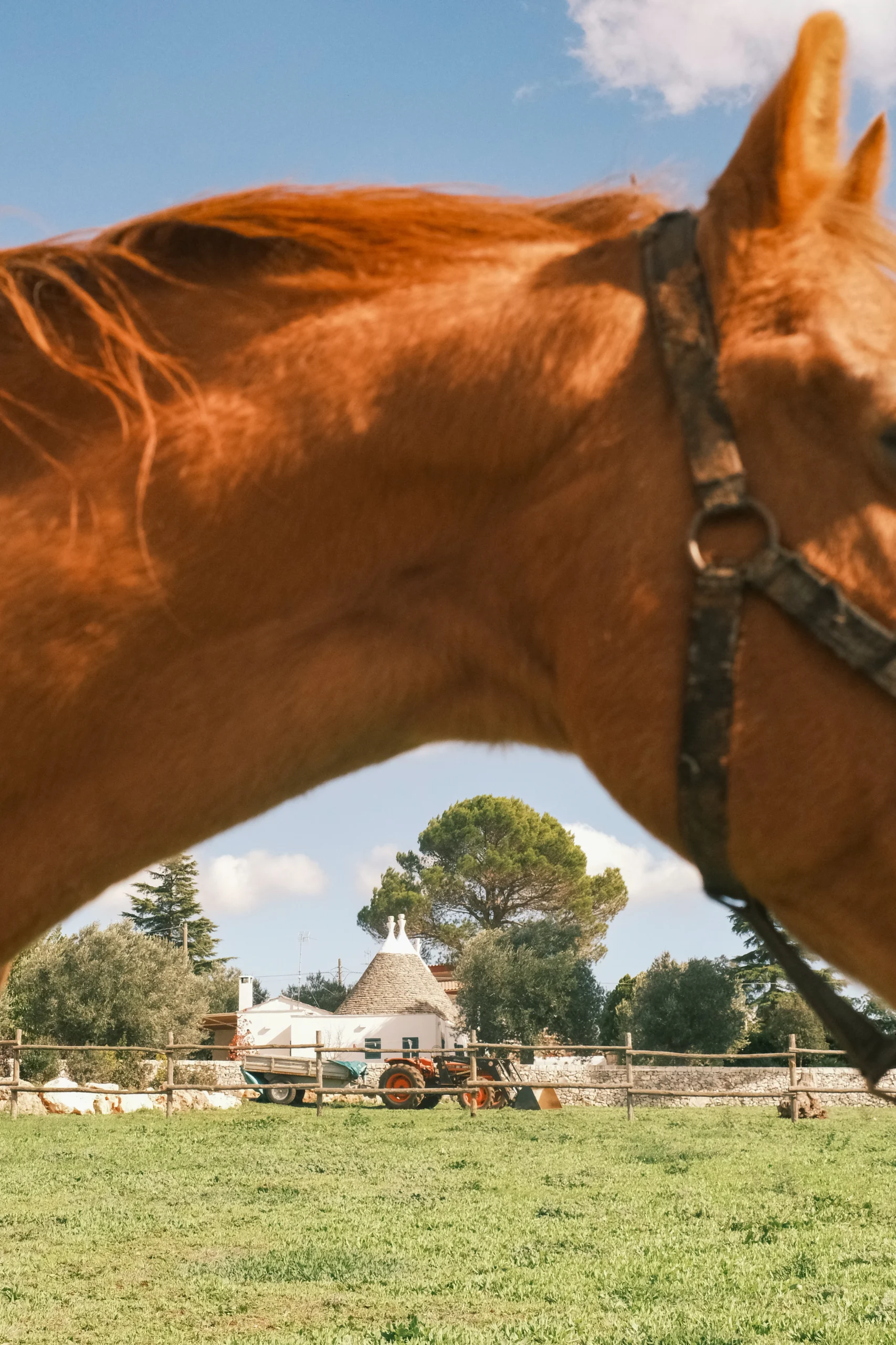 Close-up of a horse in the Puglian countryside with olive trees and trullo architecture in the background