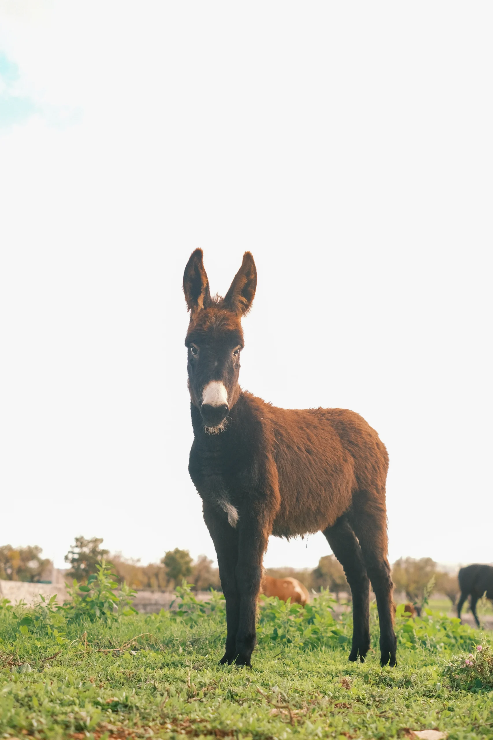 Young donkey standing in a green pasture in rural Puglia under soft natural light