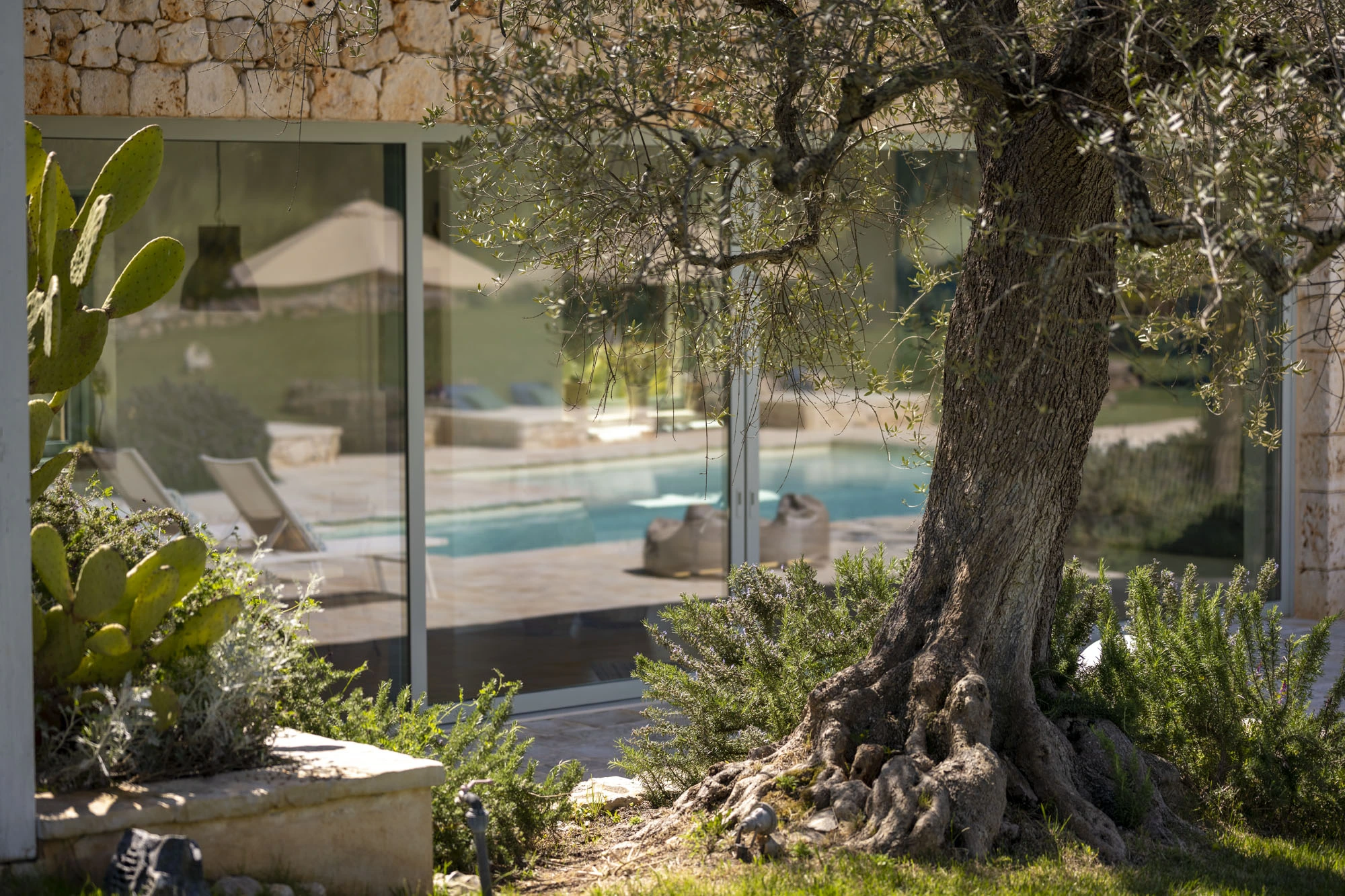 Close-up of a gnarled ancient olive tree trunk with Mediterranean garden plants in foreground and pool terrace reflected in floor-to-ceiling glass sliding doors of a luxury Puglia stone villa