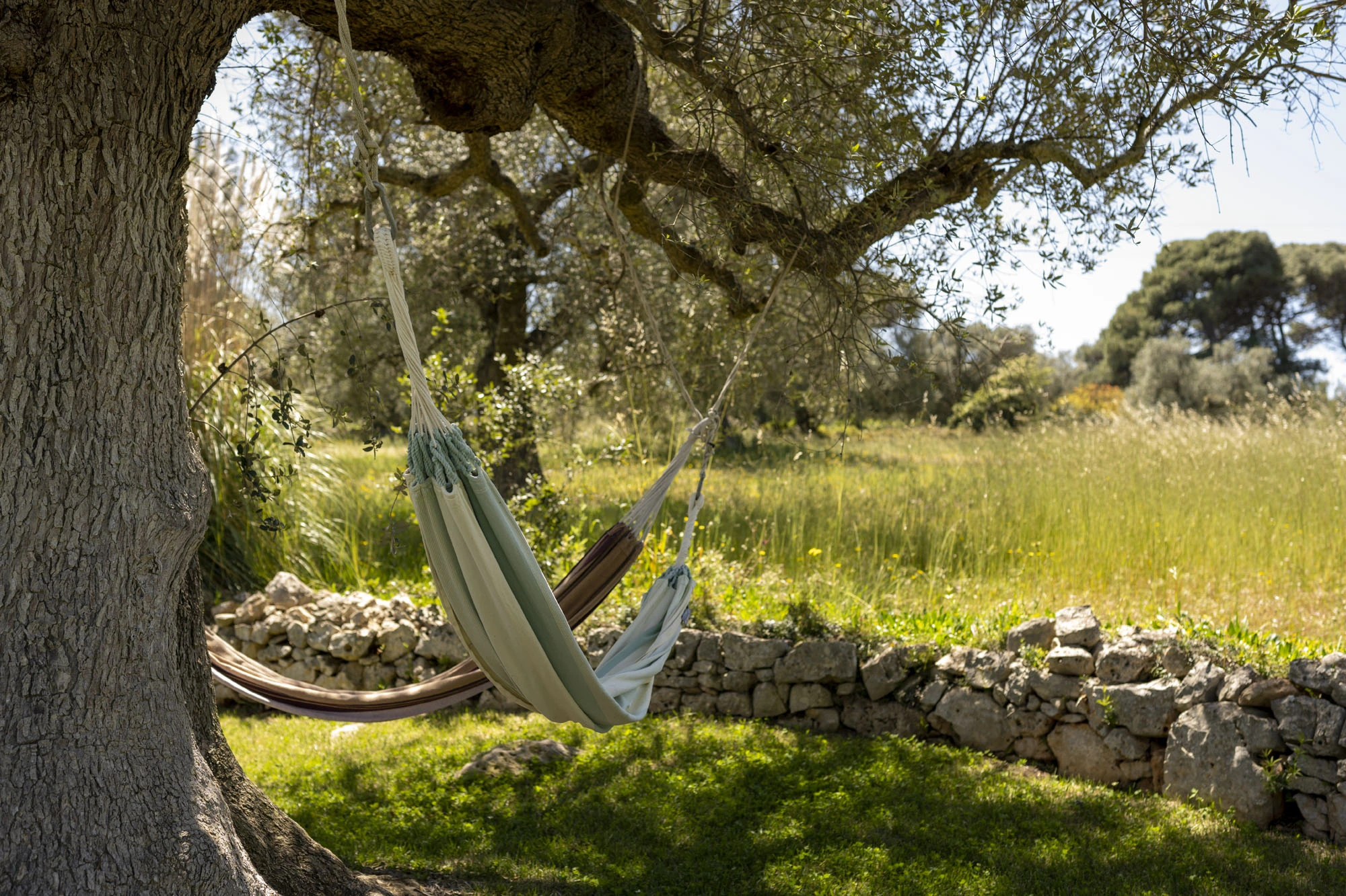 Striped cotton hammock hanging between an ancient olive tree and a dry-stone wall with green meadow and Puglia countryside landscape in the background