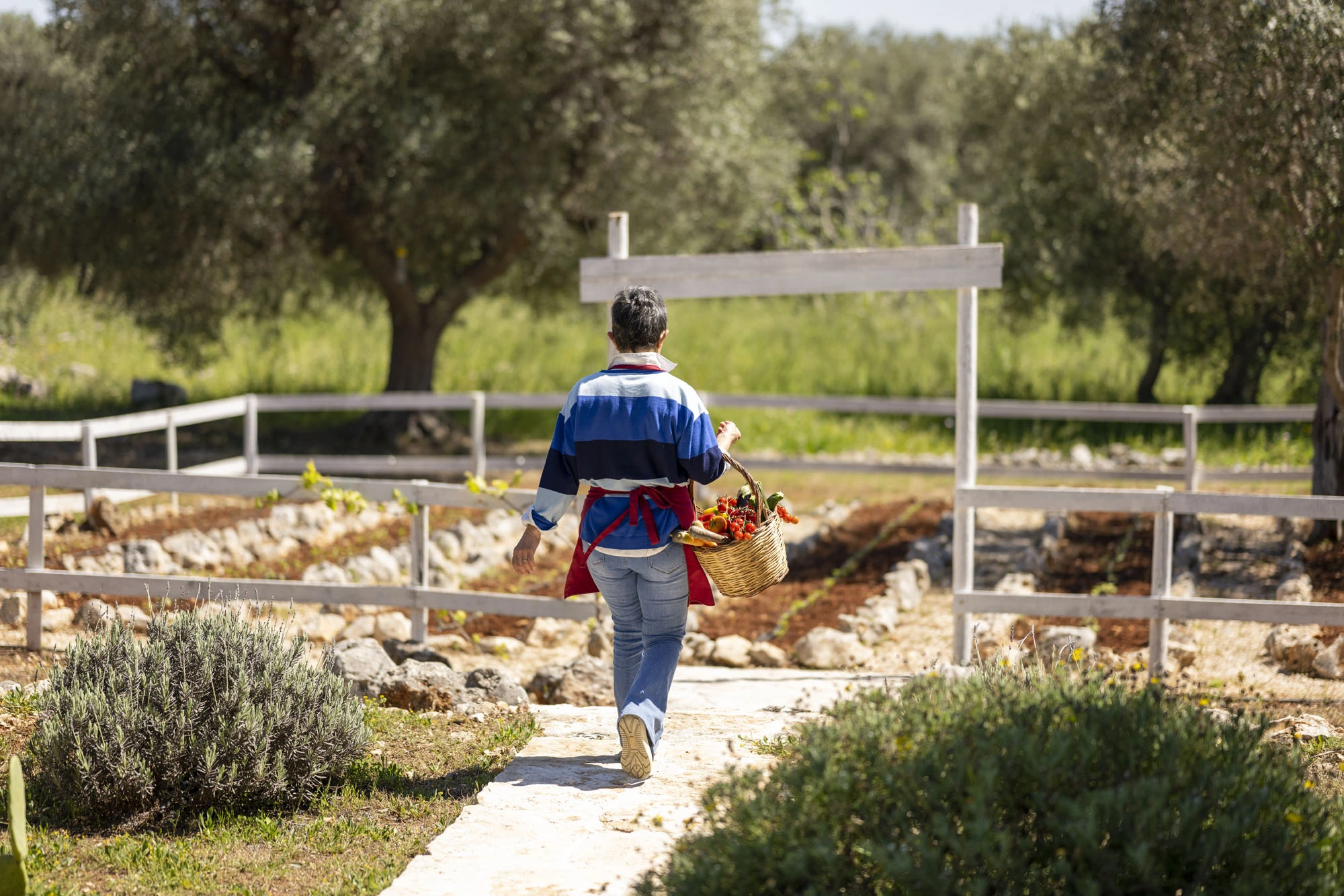 Private chef wearing red apron walking away along a stone garden path carrying a wicker basket of freshly harvested peppers, tomatoes and vegetables between olive trees and lavender at a Puglia villa