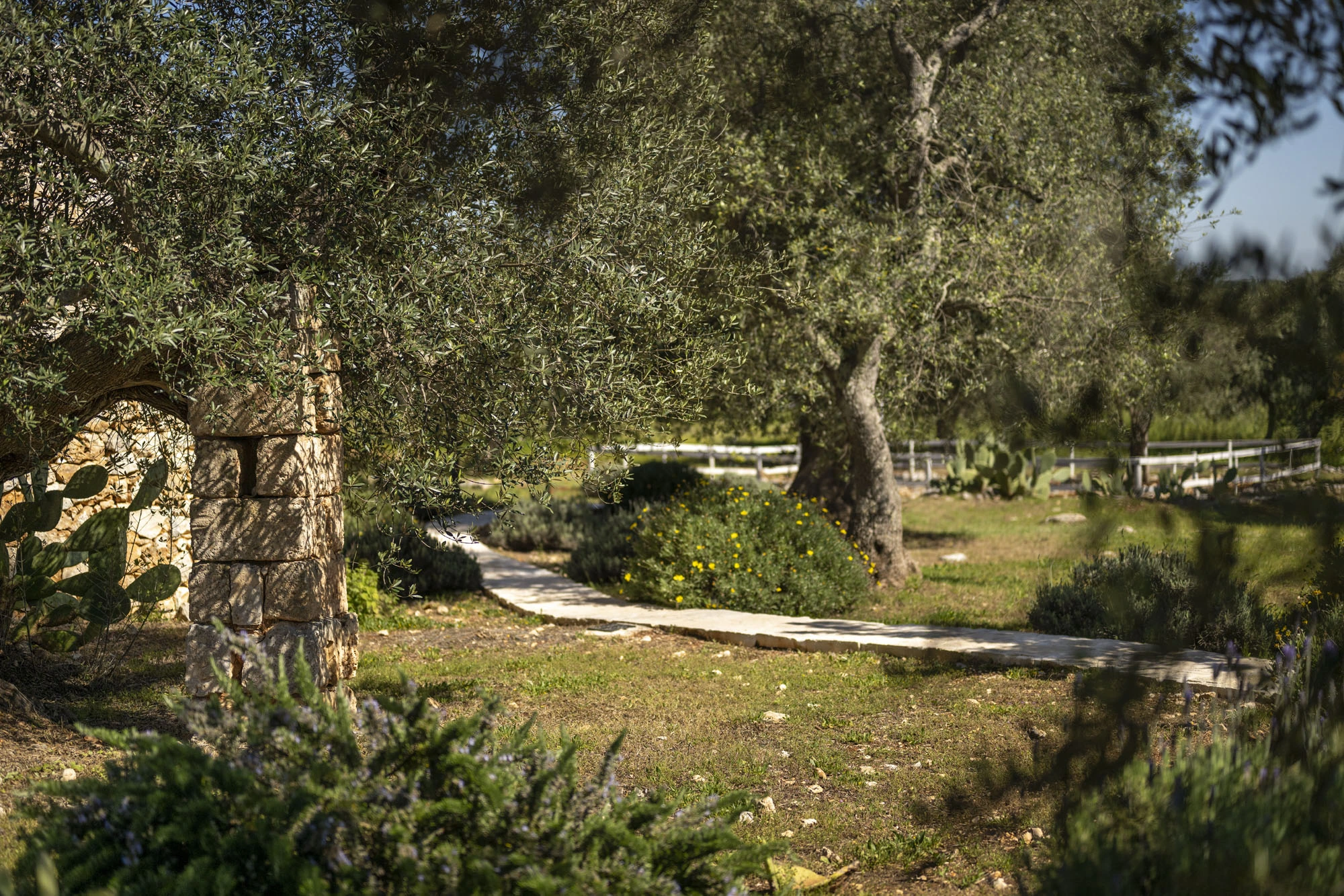 Winding limestone garden path through an ancient olive grove with aromatic plants, wildflowers and a hand-cut stone arched gateway at a luxury Puglia countryside villa