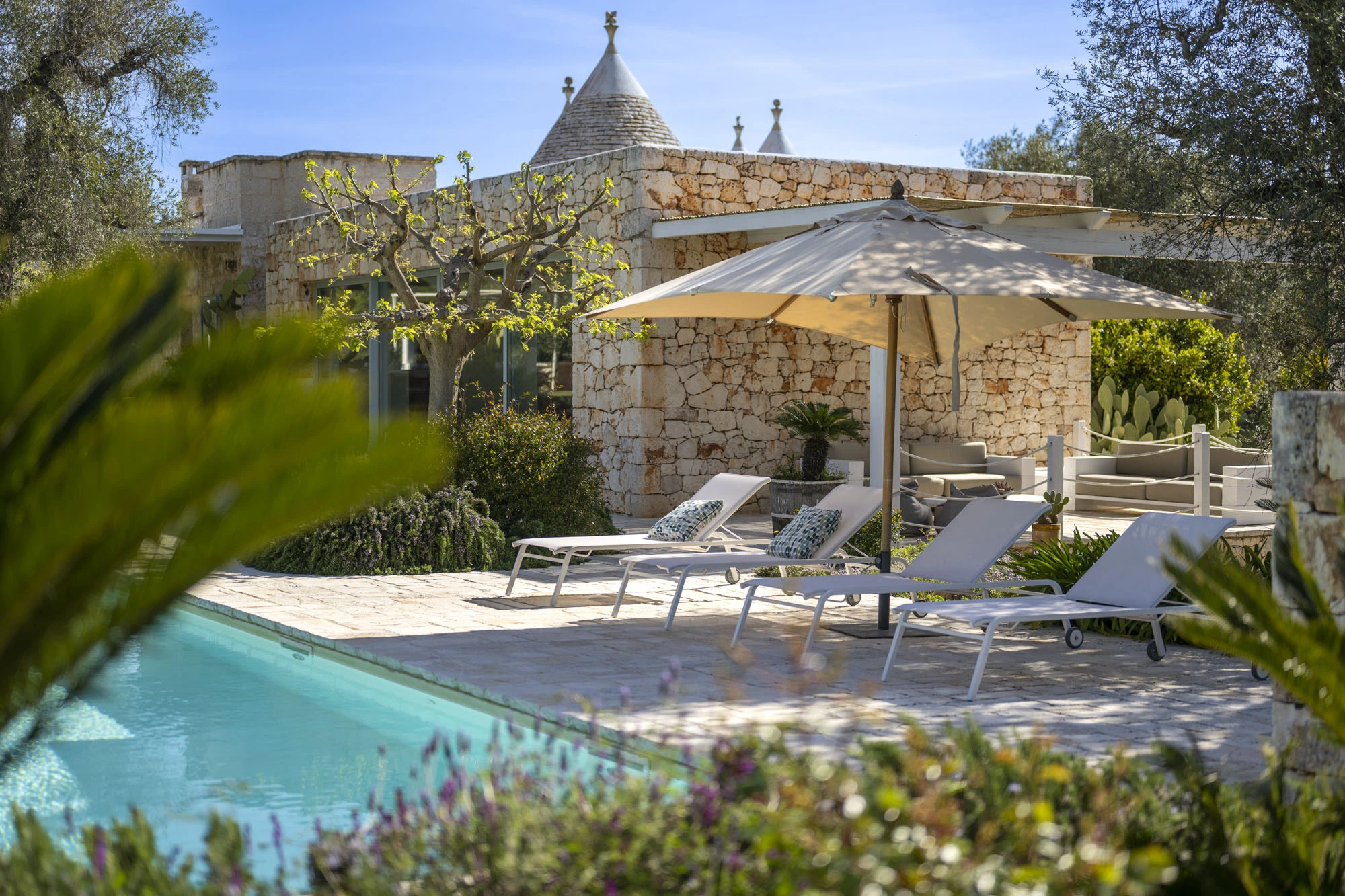 Turquoise swimming pool with white sun loungers with patterned cushions, cream parasol, Mediterranean garden planting, fig tree and trulli stone villa visible through lavender and palm fronds at a luxury Puglia villa