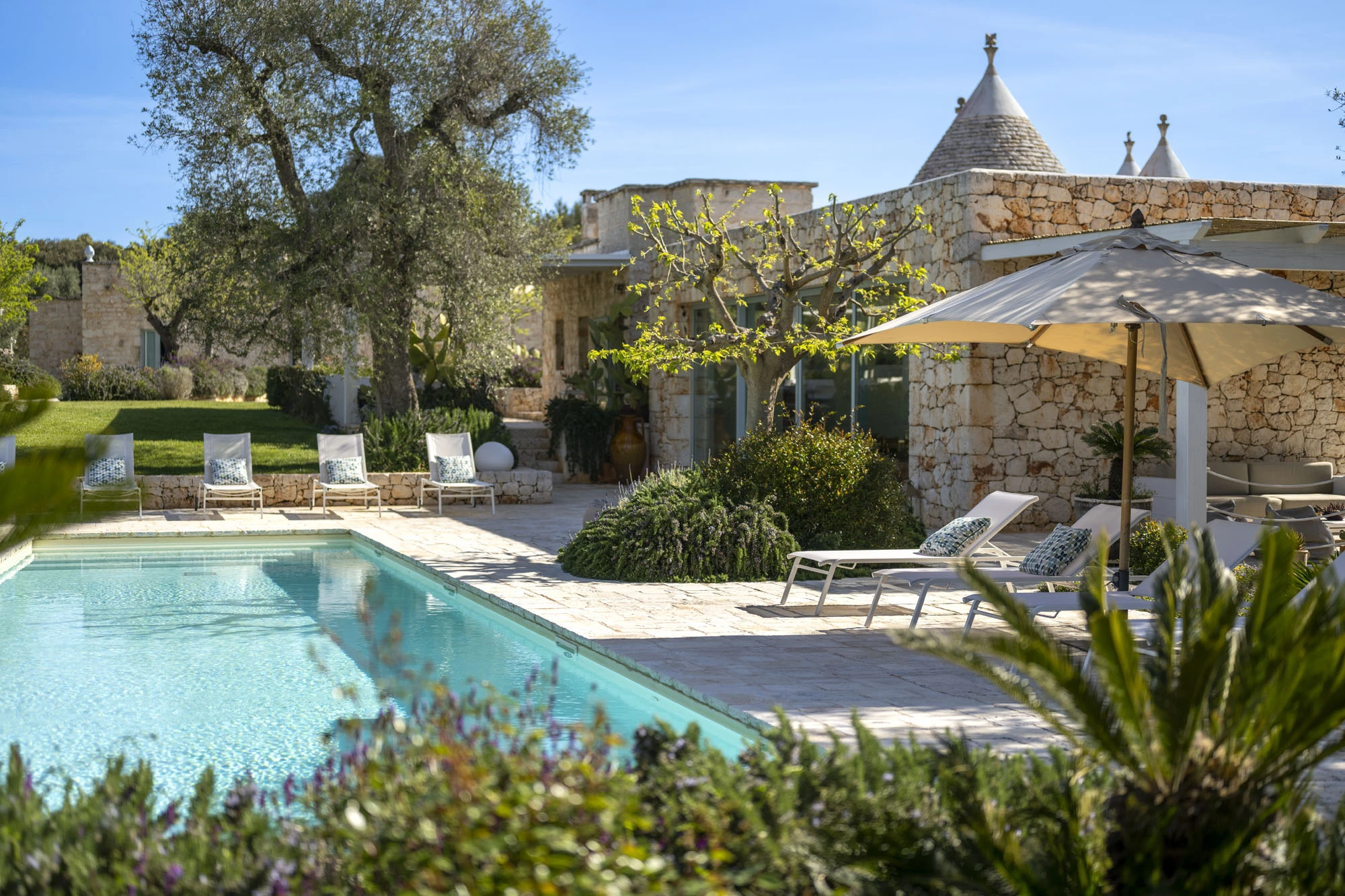 Wide view of rectangular turquoise swimming pool with white sun loungers, cream parasol, fig tree, ancient olive tree, prickly pear cacti and trulli stone villa with glass facade at a luxury Puglia countryside villa