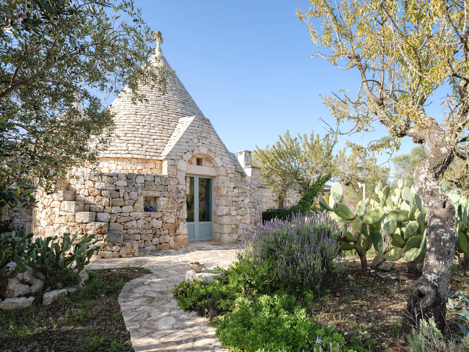 Single restored trullo with grey limestone conical roof, ornamental pinnacle, sage blue arched door, stone arched window niche, lavender bushes, prickly pear cacti and olive trees along a stone garden path in Puglia